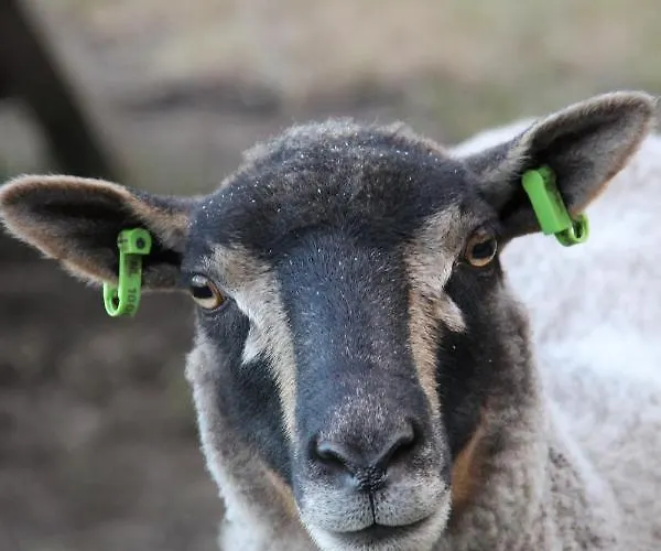 Hoeve Op Vollenhof Wezep