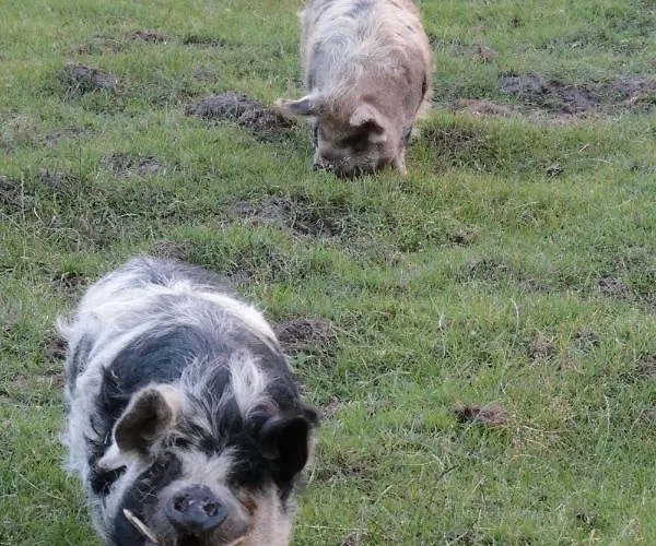 Hoeve Op Vollenhof Bed & Breakfast